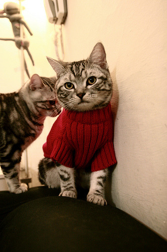 冬奥筹备进展顺利志愿者招募启动,冬奥 志愿者