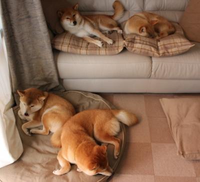 加拿大女子接力队表现日益成熟，加拿大女子接力队表现日益成熟的原因是