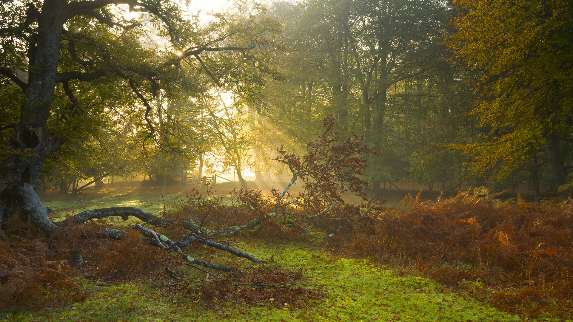 2026世界杯赛场智能化升级，观众体验再上新台阶，2026年世界杯参赛队伍
