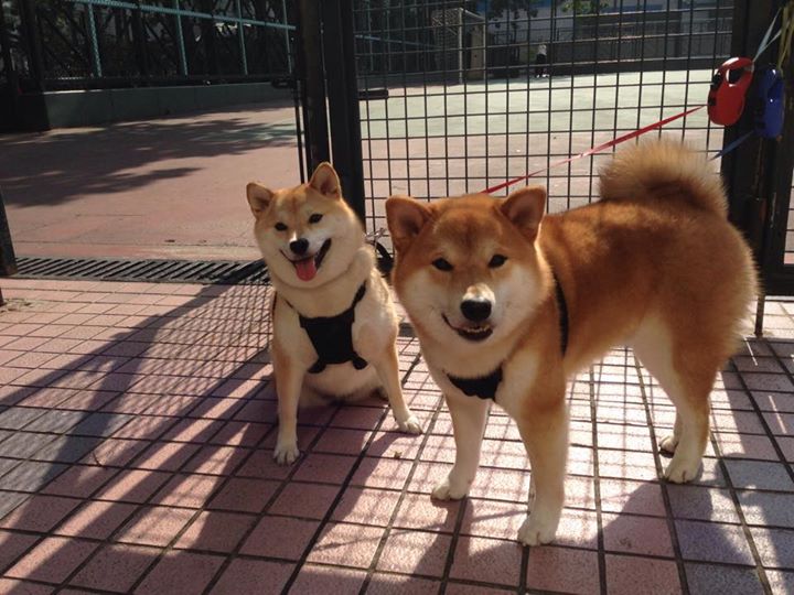 开云体育平台-水球比赛吉尔吉斯斯坦防守反击有序，水球比赛吉尔吉斯斯坦防守反击有序还是无序